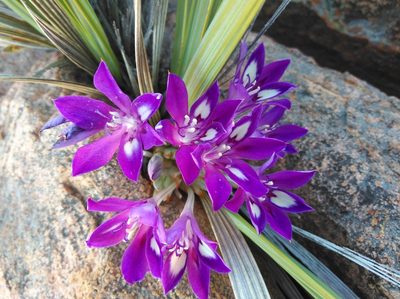 Babiana dregei, photographed by Brian du Preez