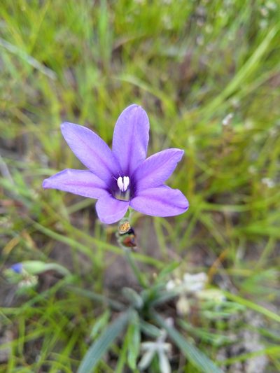 Babiana leipoldtii, photographed by Jacques van der Merwe