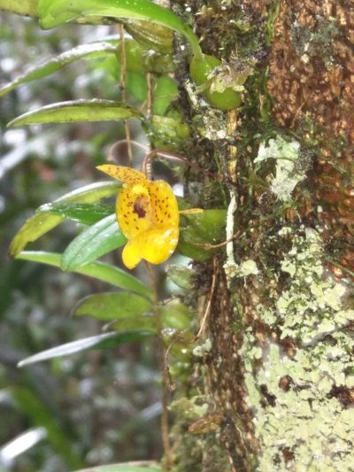 Bulbophyllum analamazoatrae, photographed by Donald Hobern