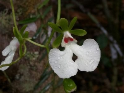 Oeonia rosea, photographed by Donald Hobern