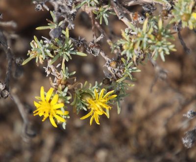 Oedera humilis, photographed by Tony Rebelo