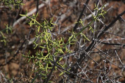 Asparagus striatus, photographed by Tony Rebelo