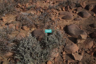 Oedera oppositifolia, photographed by Tony Rebelo