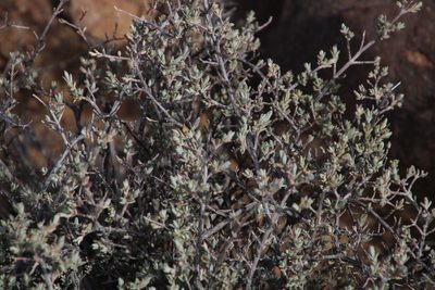 Oedera oppositifolia, photographed by Tony Rebelo
