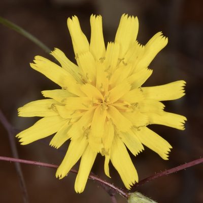 Hieracium venosum, photographed by skitterbug