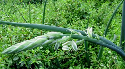 Albuca canadensis, photographed by Di Turner