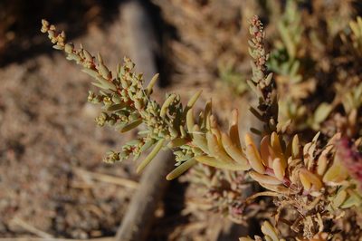 Suaeda spicata, photographed by Josep Gesti