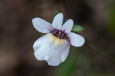 Nemesia lucida, photographed by magriet b