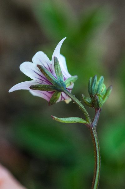 Nemesia lucida, photographed by magriet b