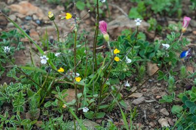 Nemesia lucida, photographed by magriet b