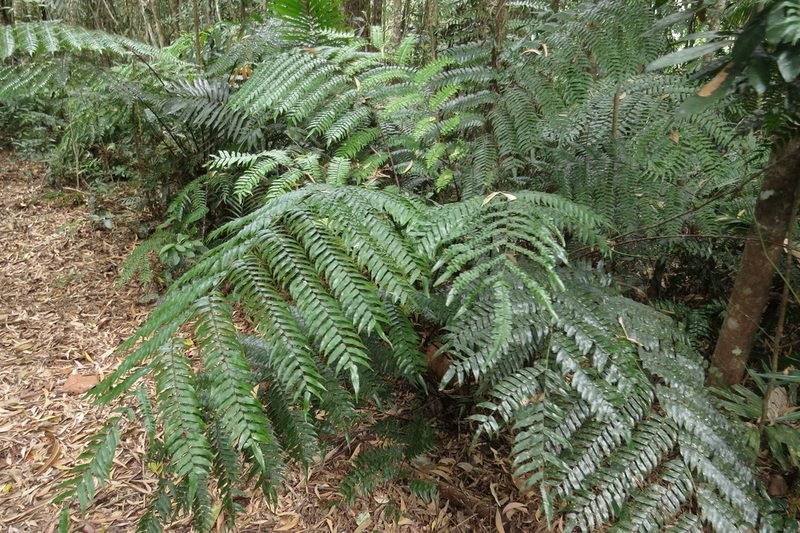 Gymnosphaera rebeccae, photographed by coenobita