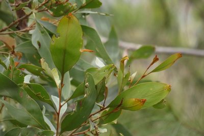 Grevillea glauca, photographed by coenobita