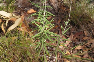 Coronidium rupicola, photographed by coenobita