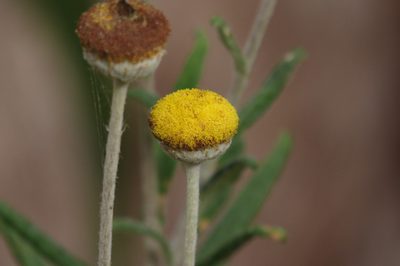 Coronidium rupicola, photographed by coenobita