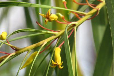 Persoonia falcata, photographed by coenobita