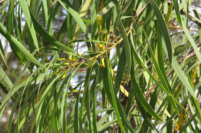 Persoonia falcata, photographed by coenobita