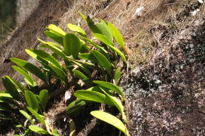 Bulbophyllum baileyi, photographed by coenobita