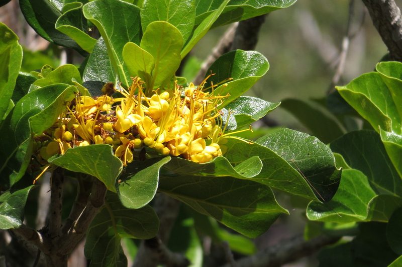 Deplanchea tetraphylla, photographed by coenobita