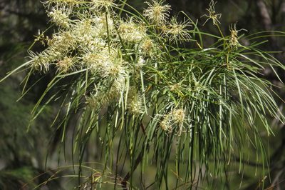 Grevillea parallela, photographed by coenobita