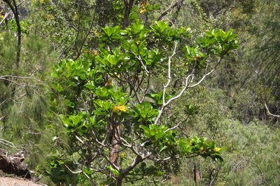 Deplanchea tetraphylla, photographed by coenobita