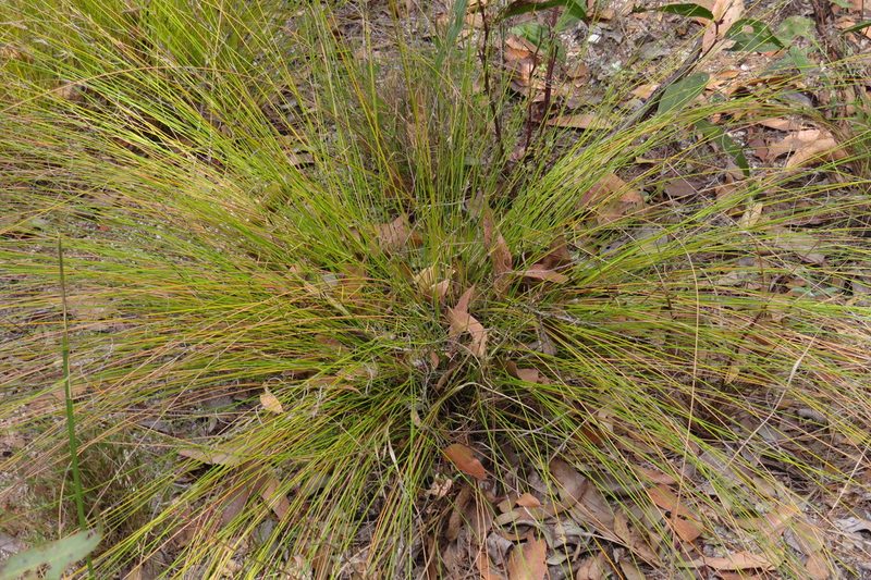 Schoenus sparteus, photographed by coenobita