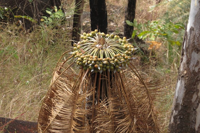 Cycas media, photographed by coenobita