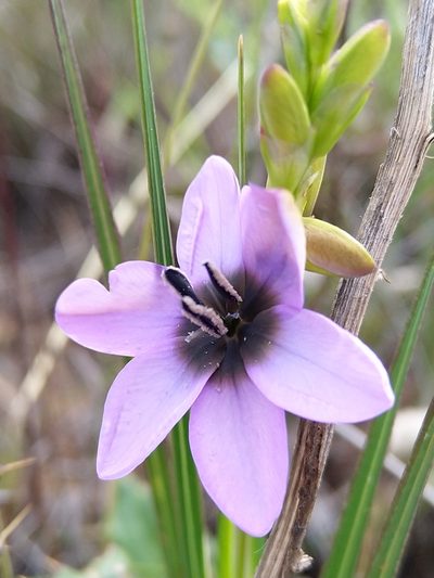 Ixia versicolor, photographed by Jacques van der Merwe