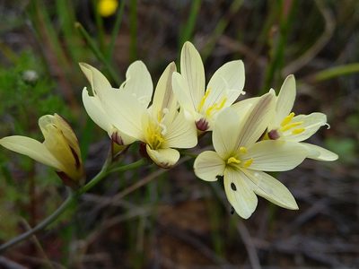 Geissorhiza imbricata, photographed by Jacques van der Merwe