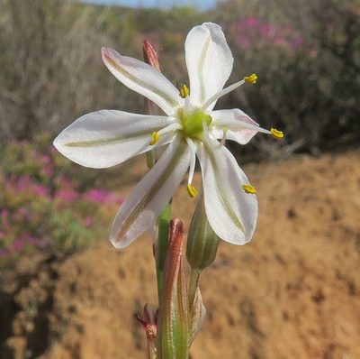 Chlorophytum namaquense, photographed by Kevin Murray