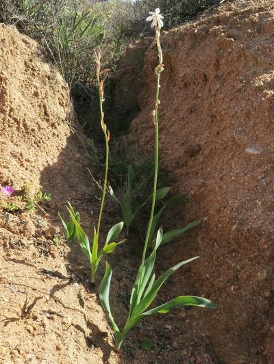 Chlorophytum namaquense, photographed by Kevin Murray