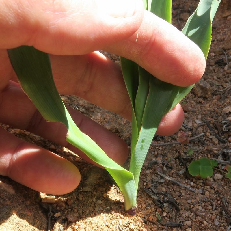Chlorophytum namaquense, photographed by Kevin Murray