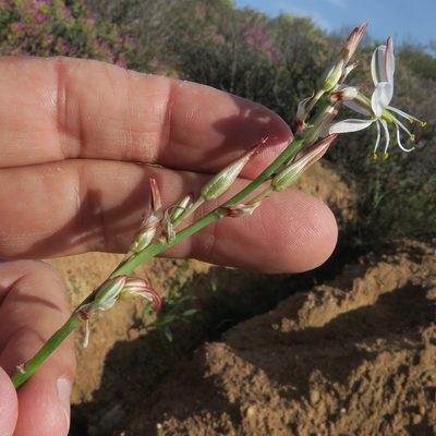 Chlorophytum namaquense, photographed by Kevin Murray
