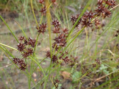 Juncus nodosus, photographed by Allan Harris