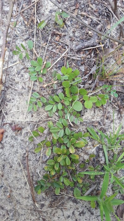 Tephrosia mysteriosa, photographed by Valerie Anderson