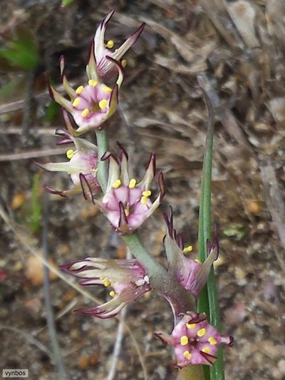 Wurmbea monopetala, photographed by Chris Vynbos