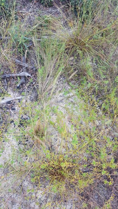 Setaria corrugata, photographed by Valerie Anderson