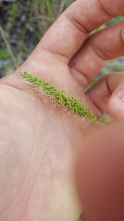 Setaria corrugata, photographed by Valerie Anderson