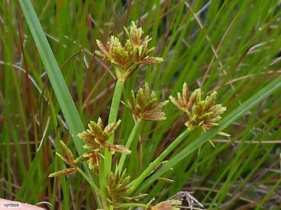 Cyperus sphaerospermus, photographed by Chris Vynbos