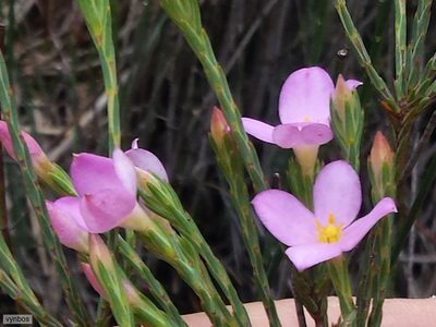 Lachnaea uniflora, photographed by Chris Vynbos