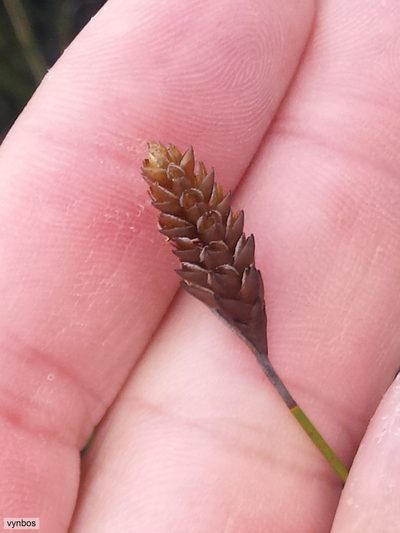 Restio quinquefarius, photographed by Chris Vynbos