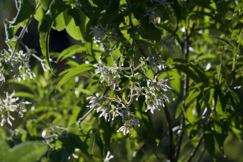 Polystemma cordifolium, photographed by Bill Levine
