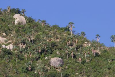 Brahea brandegeei, photographed by Bill Levine