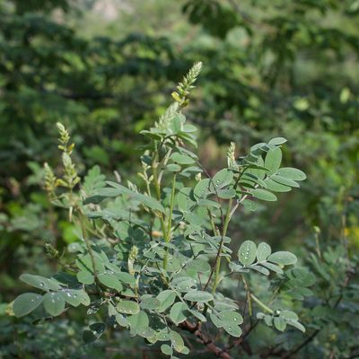 Indigofera fruticosa, photographed by Bill Levine