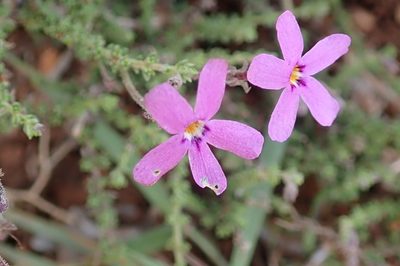 Jamesbrittenia tortuosa, photographed by Peter Warren