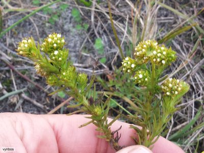 Thesium capitatum, photographed by Chris Vynbos