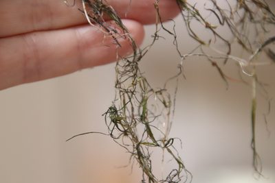 Zannichellia palustris, photographed by Millie Basden