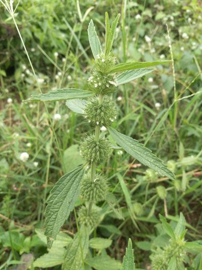 Leucas martinicensis, photographed by Mattia Menchetti
