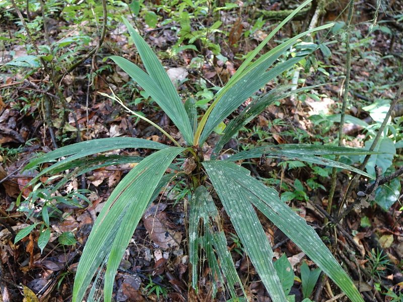 Dypsis louvelii, photographed by Romer N. Rabarijaona