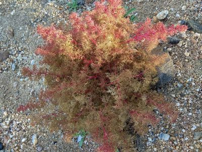 Teloxys aristata, photographed by Maxim Shashkov