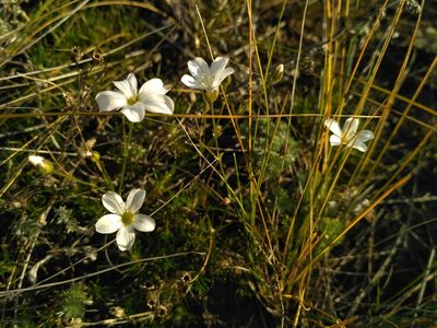 Eremogone meyeri, photographed by Natalya Ivanova